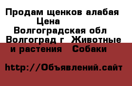 Продам щенков алабая › Цена ­ 3 500 - Волгоградская обл., Волгоград г. Животные и растения » Собаки   